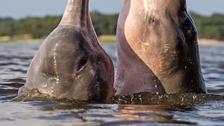 Tráfico ilegal de partes de delfines impulsa la mortalidad de especies amazónicas