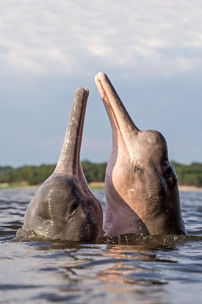 Caza ilegal, contaminación y cambio climático cercan a los delfines amazónicos | (Foto: Getty)