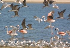 Sernanp implementa plataforma online para comprar boletos de ingreso a las áreas naturales protegidas