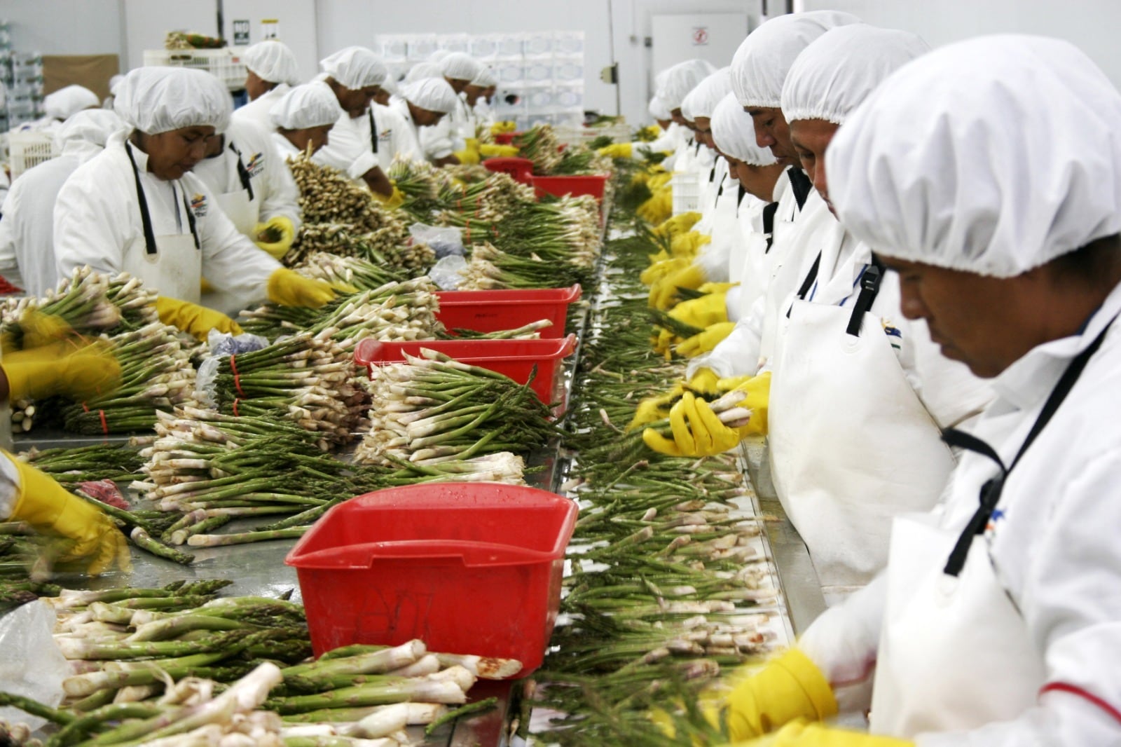 Agrícola Cerro Prieto exportó 5,600 toneladas de espárragos frescos en 2025, un aumento de 7.7% frente al año previo. (Foto: MEF).