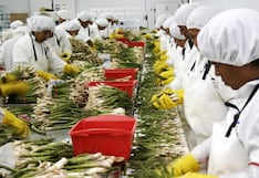 Cerro Prieto evalúa ampliar área de espárragos tras elevar exportaciones en 2025