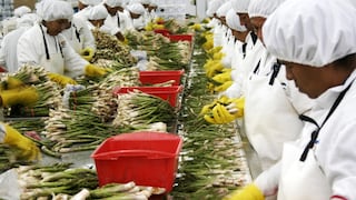 Cerro Prieto evalúa ampliar área de espárragos tras elevar exportaciones en 2025