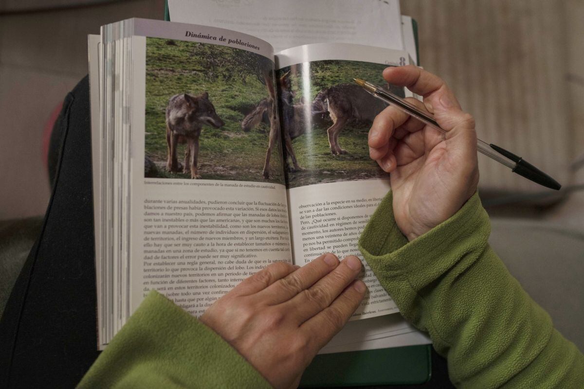 Bióloga y activista medioambiental, Carolina Martín afirma que la presencia de enfermedades genéticas es una señal de que los lobos siguen siendo vulnerables.