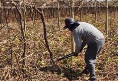 Multinacional logra que productor en Perú retire 110 hectáreas de uvas plantadas ilegalmente