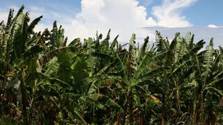 Minagri: Más de 12,000 agricultores recibieron bono por Niño Costero