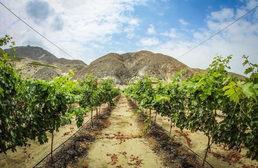 Este año se implementarán 40 hectáreas en los campos de Ica. (Foto: Santiago Queirolo)