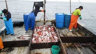Gobierno reactivo la pesca de pota con cuota adicional de más de 82,000 toneladas