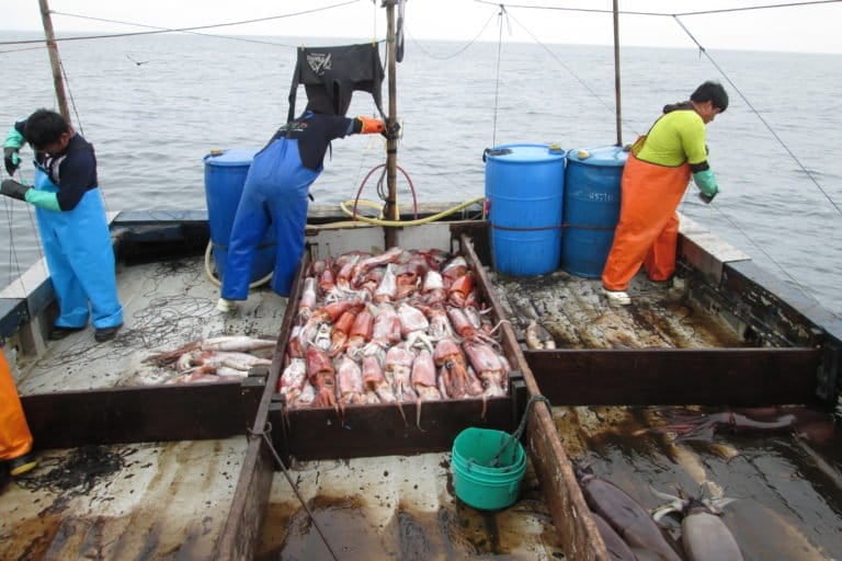 Pescadores artesanales capturando Pota. Foto: Global Fishing Watch