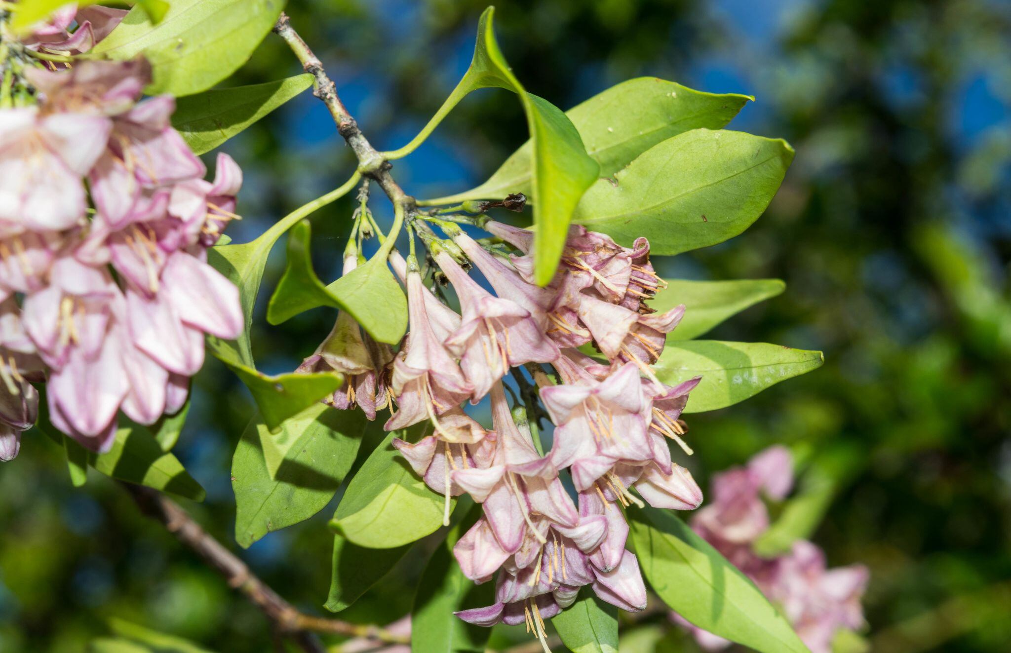 Nueva especie de árbol mexicano: Coutaportla lorenceana. (Foto: cortesía Heriberto Ávila-González)