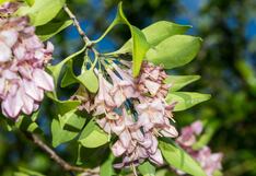 Investigadores de la UNAM descubren nueva especie de árbol en Sinaloa