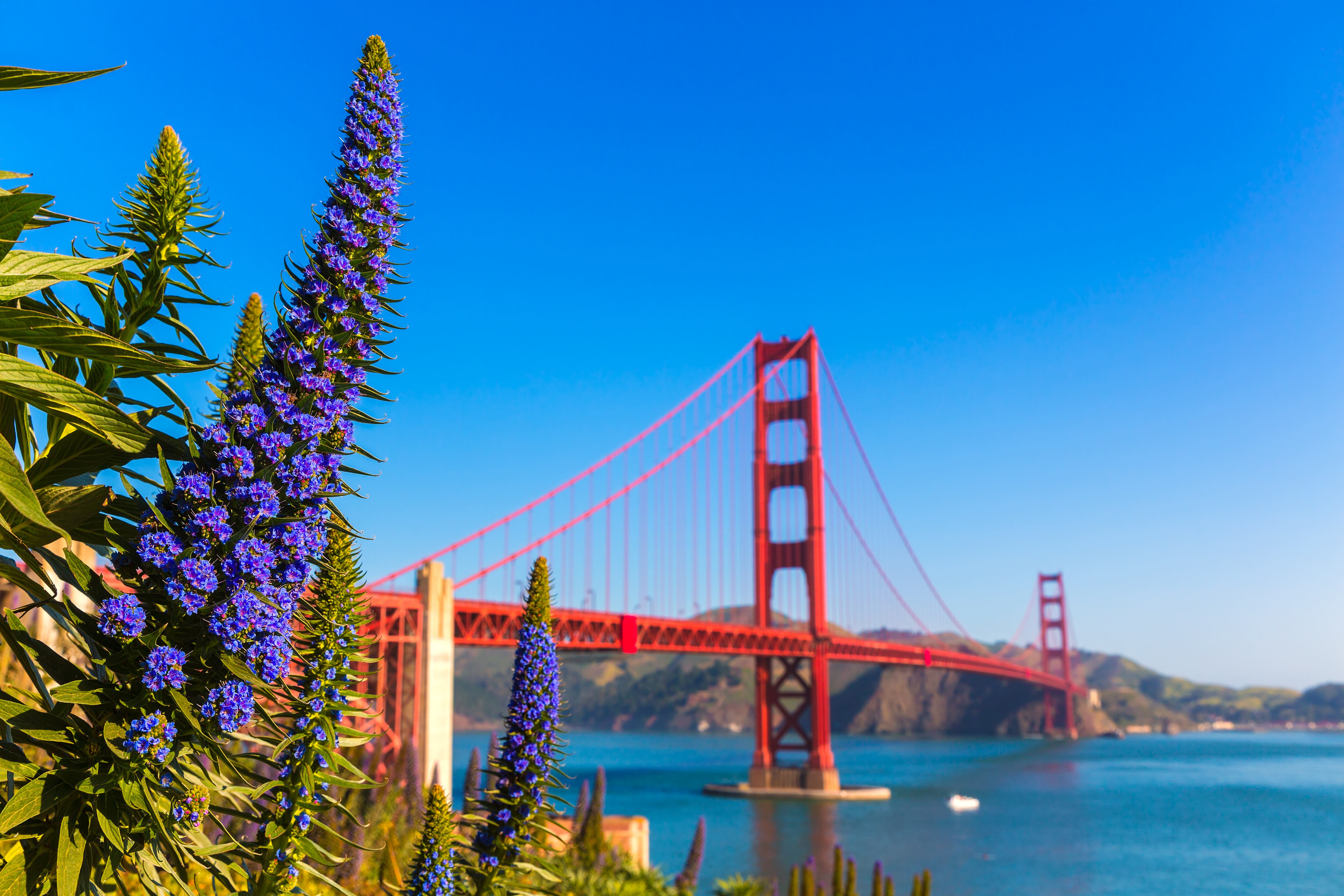 El puente Golden Gate es uno de los principales atractivos de San Francisco, California (Foto: Shutterstock)