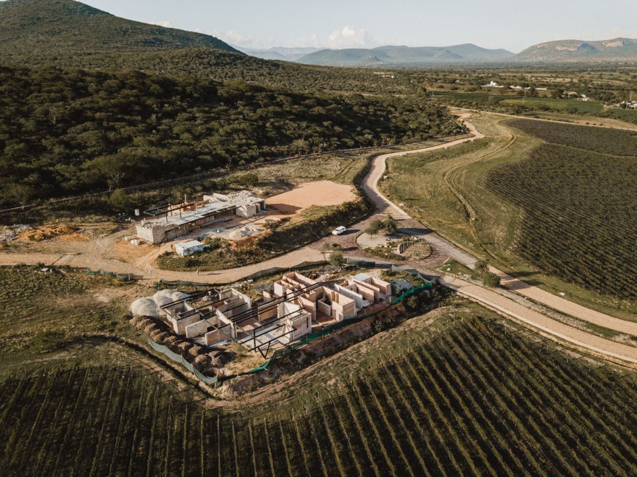 "En México, el sol es un rey absoluto que madura los racimos con la velocidad de un rayo, concentrando azúcares, guardando aromas de guayaba, de pimienta, de cacao y de tierra mojada." Viñedos en México.
