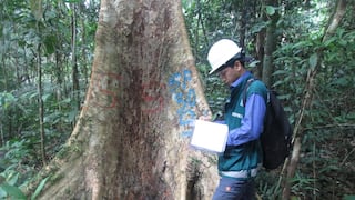 Serfor pide a empresas declarar stocks de 2 especies maderables, ¿por qué?