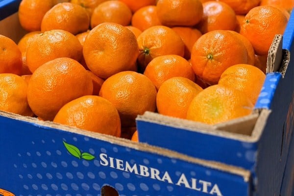 Siembra Alta enfrenta campaña de mandarinas con altas temperaturas.