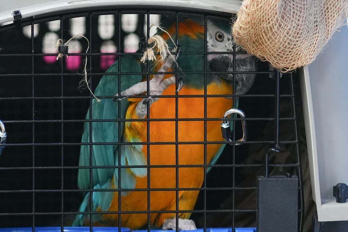 ARCHIVO - Un guacamayo de barba azul está dentro de un transportador después de ser repatriado junto a otros siete ejemplares desde Canadá, en el aeropuerto de El Alto, Bolivia. (AP Foto/Juan Karita, Archivo)