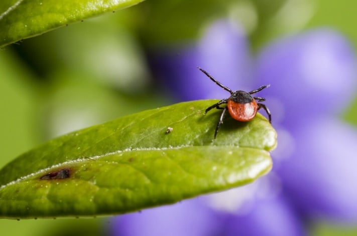La enfermedad puede transmitirse por garrapatas, tábanos y el contacto con animales infectados, especialmente conejos silvestres. (Foto referencial: Magnific)
