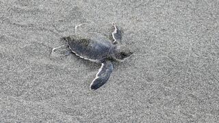 El aumento del nivel del mar pone en jaque el futuro de las tortugas marinas