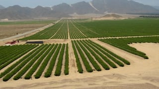 Expansión agrícola del norte en riesgo: 28 agroexportadoras alertan “amenaza”