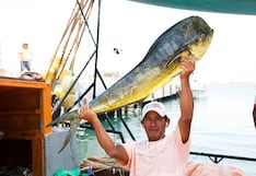 Exportaciones peruanas a Estados Unidos: Produce adecua normativa para recurso clave