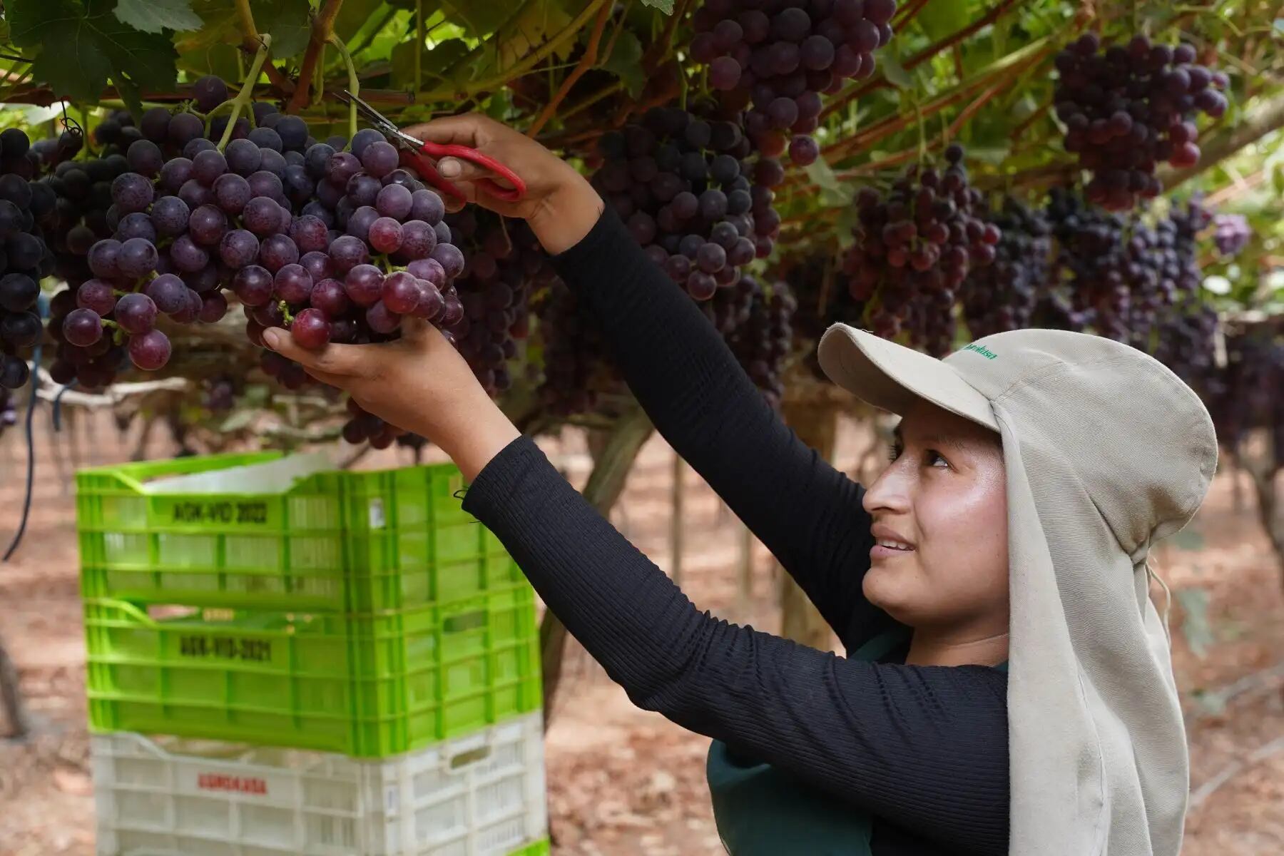 ¿El agro peruano pisa el acelerador? (Foto: Andina)
