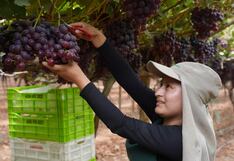 Perú superó a Chile en envíos agrícolas y este año podría sacar ventaja: cuál es el plan