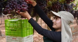 Perú superó a Chile en envíos agrícolas y este año podría sacar ventaja: cuál es el plan