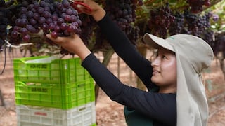 Perú superó a Chile en envíos agrícolas y este año podría sacar ventaja: cuál es el plan