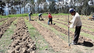 El impacto de la escasez de los fertilizantes en Arequipa