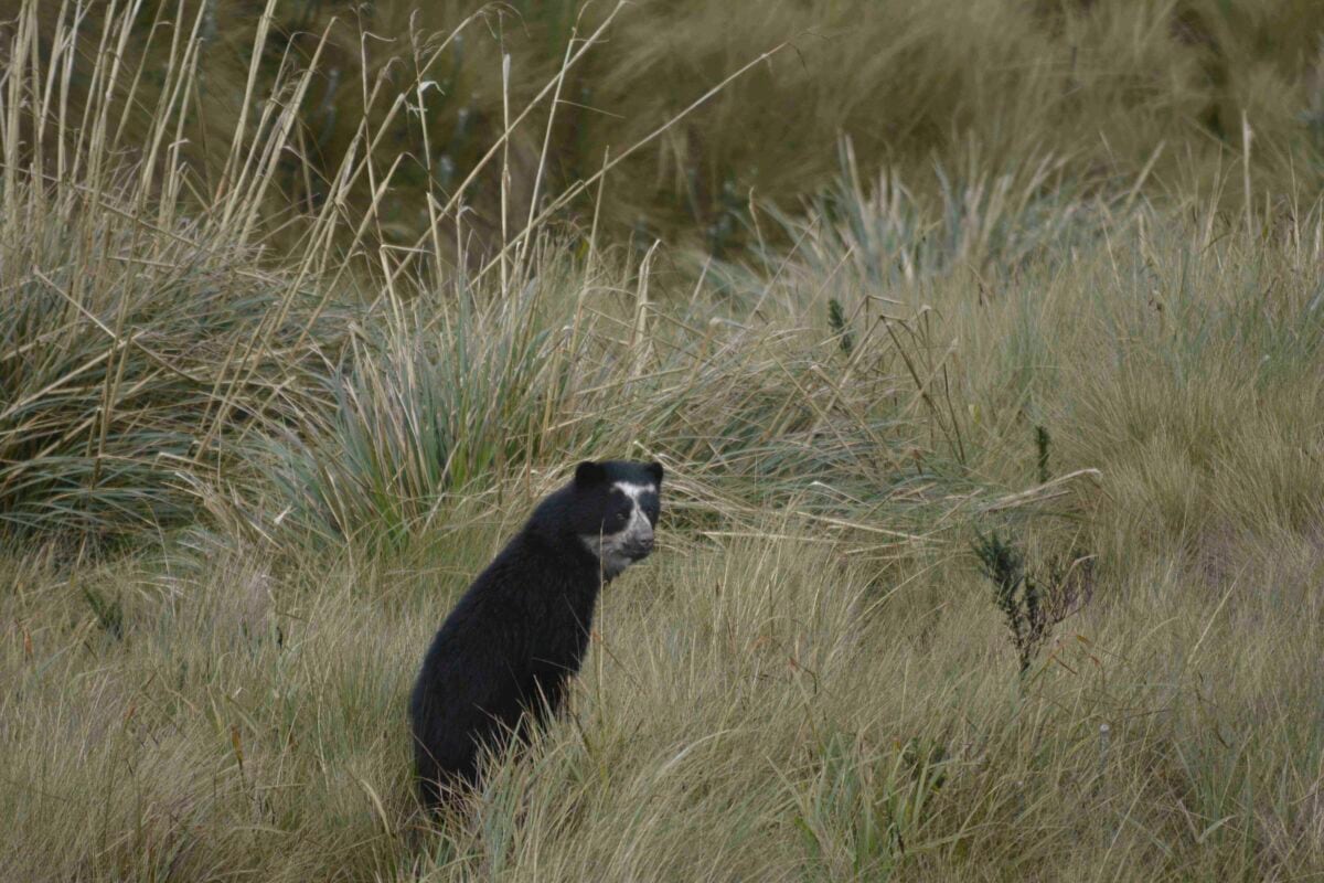 Oso de anteojos (Tremarctos ornatus). Foto: referencial: Cortesía del Parque Nacional Cayambe Coca