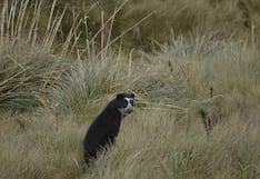 Registra a osos andinos dentro del Santuario de Machupicchu: vea aquí las imágenes