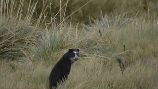 Registra a osos andinos dentro del Santuario de Machupicchu: vea aquí las imágenes