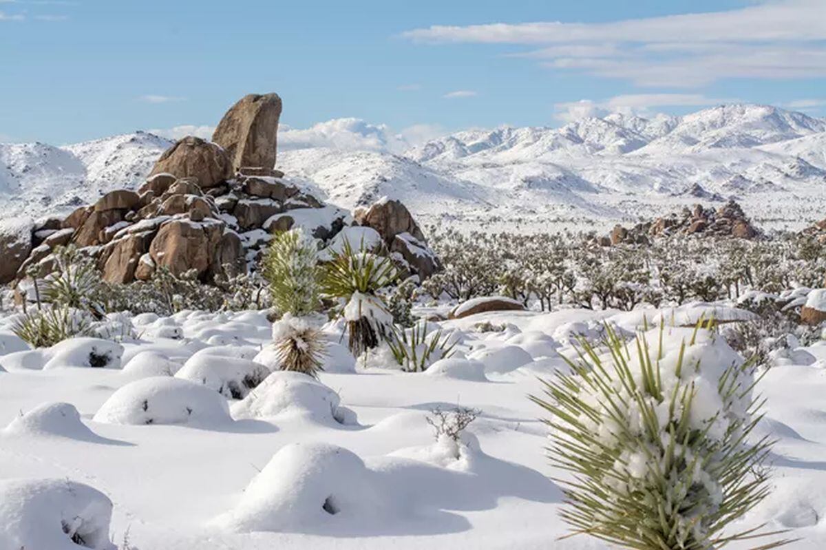 Joshua Tree tiene maravillosos destinos que puedes visitar en invierno Sus paisajes te sorprenderán (Foto: NPS / Glauco Puig Santana)