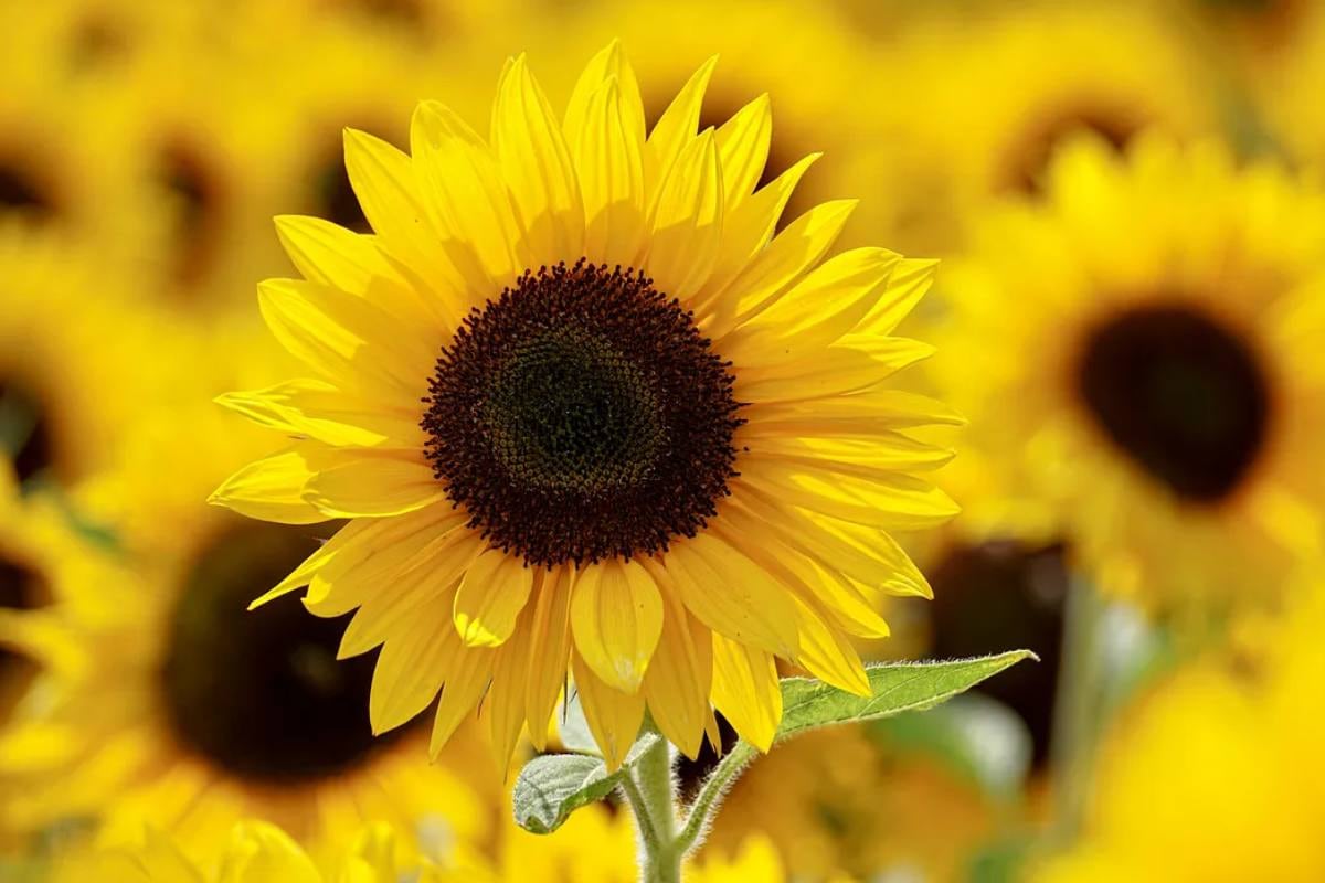 El girasol amarillo tiene un significado simbólico de optimismo, energía y vitalidad. Se asocia con el sol, que es una fuente de luz y calor. (Foto: Helianthus annuus)