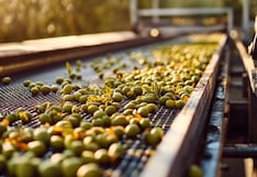 Santolivo advierte ajuste progresivo en aceite de oliva por efectos de El Niño