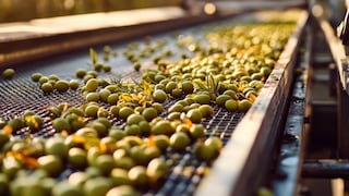 Santolivo advierte ajuste progresivo en aceite de oliva por efectos de El Niño