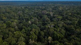 Brasil quiere replantar la Amazonía. ¿De dónde sacará suficientes árboles?