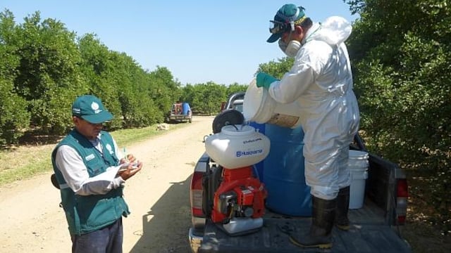 Apurímac: Senasa inicia control químico de langostas detectadas en 39 zonas