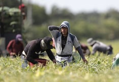 Sunafil alista nuevo protocolo de fiscalización al sector agrario: los cambios que vienen