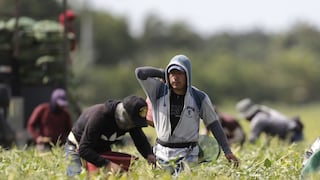 Sunafil alista nuevo protocolo de fiscalización al sector agrario: los cambios que vienen