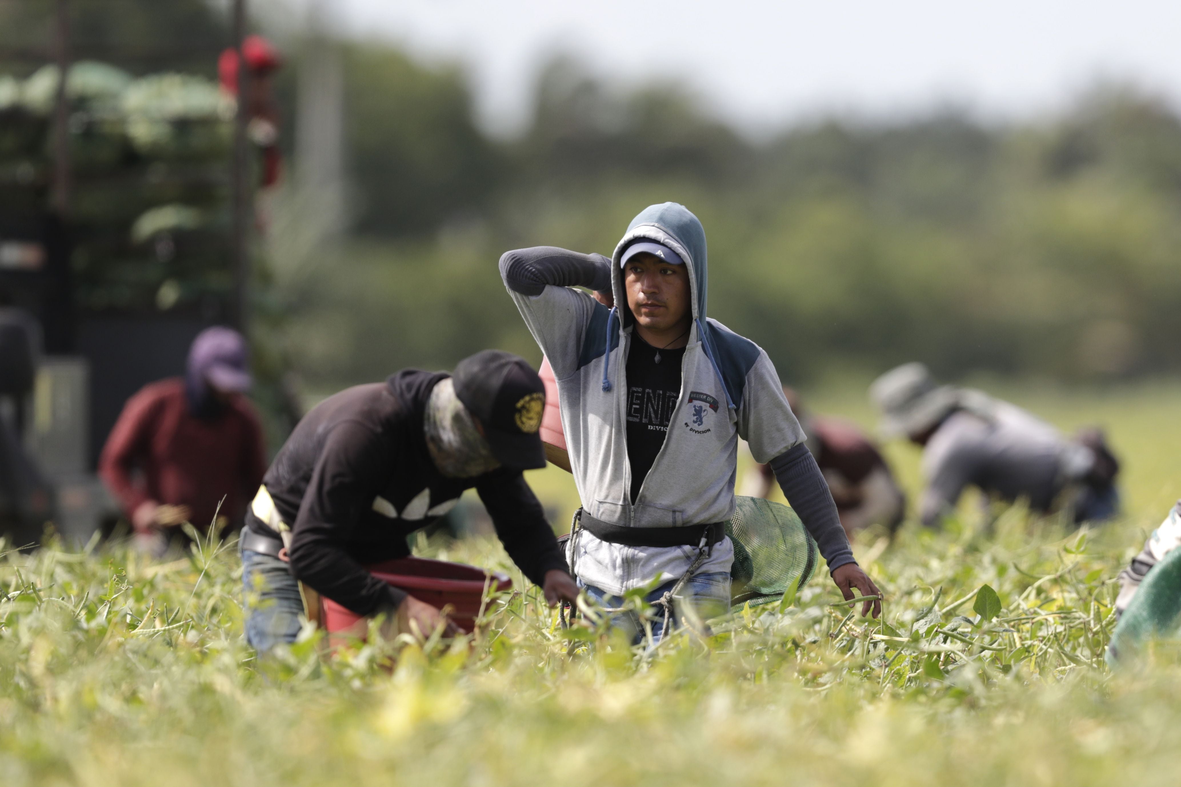 Entre los principales incumplimientos detectados en el sector agrícola figuran la falta de entrega de equipos de protección personal y entrega de bloqueadores para quienes laboran expuestos al sol (foto referencial: AP).