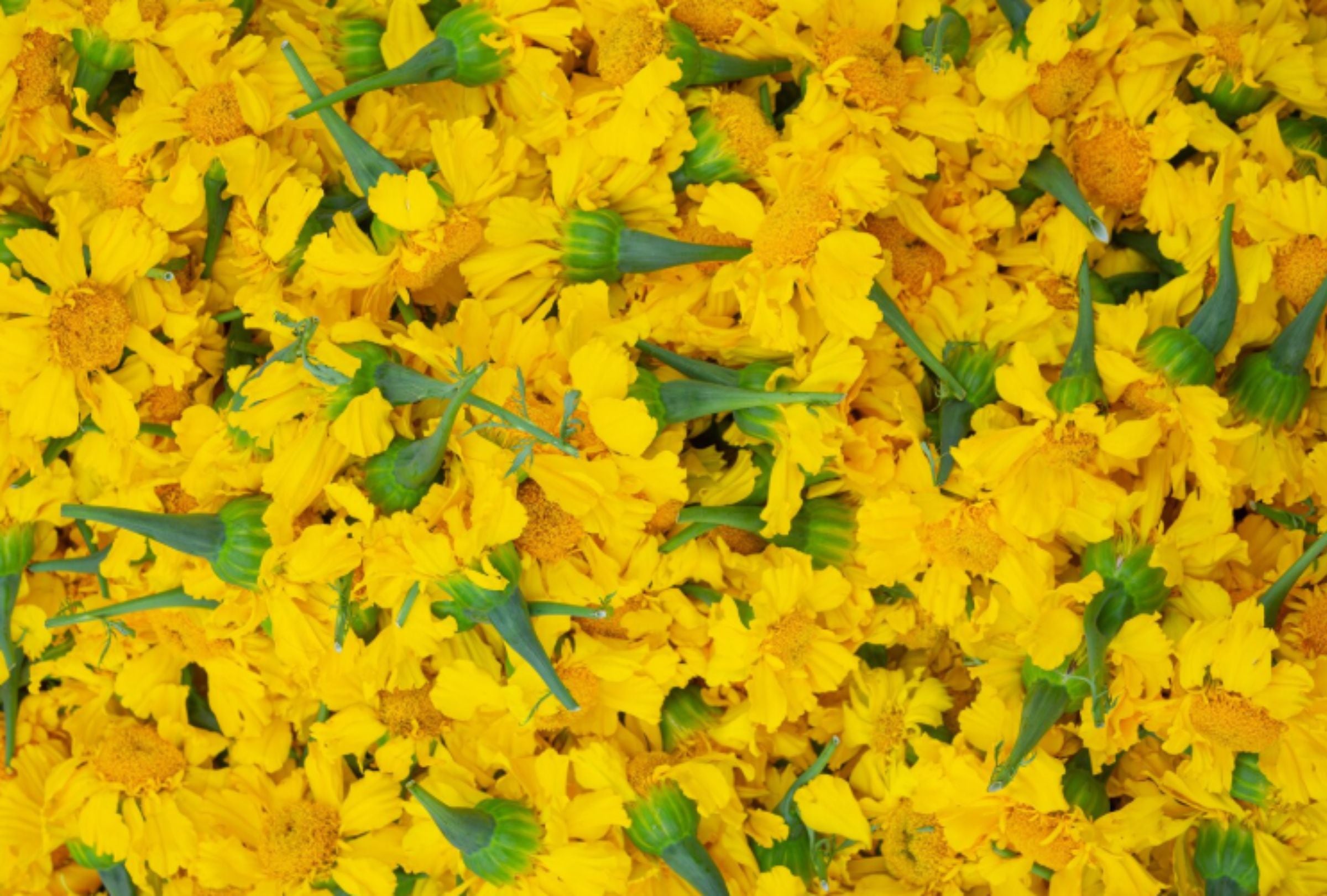 Según datos de Rappi, los pedidos de flores en Arequipa, Trujillo, Chiclayo y Piura registran un crecimiento promedio de 72 % frente al mismo periodo del año pasado. (Foto: Freepik / jcomp)