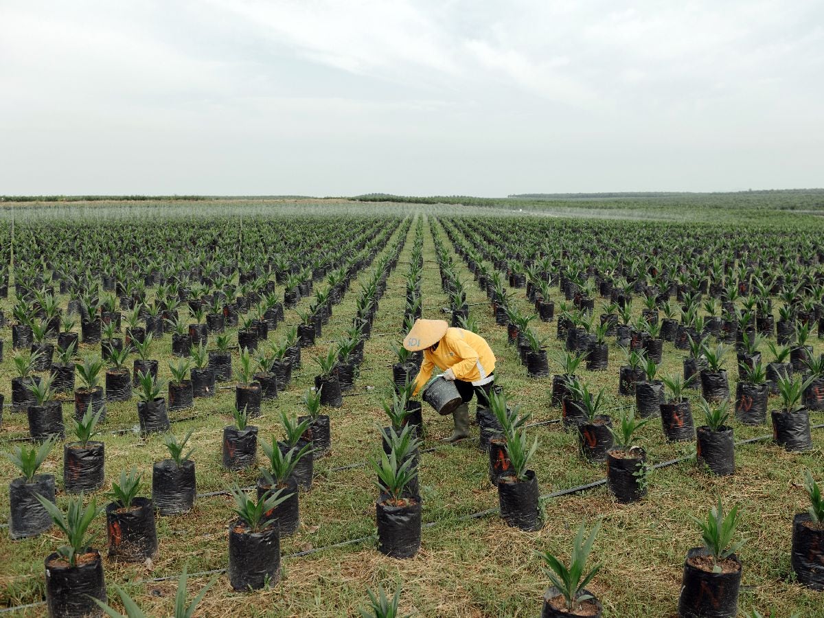 Un trabajador aplica fertilizante a palmeras aceiteras jóvenes en un vivero de Kalimantan, Indonesia. Fotógrafo: Muhammad Fadli/Bloomberg