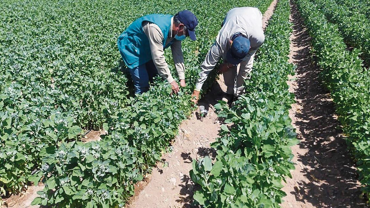 El Niño “hunde” al agro: los siguientes pasos del Midagri para intentar paliar el impacto