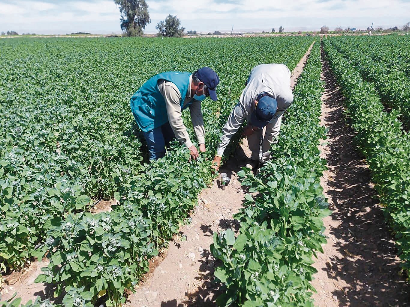 Solo en junio, la actividad agrícola se contrajo 11.96%, su peor resultado desde septiembre del 2023 (-12.1%). | Foto: GEC.