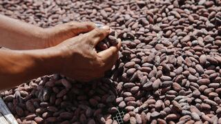 ICCO prevé un déficit mundial de cacao de 174,000 toneladas para 2021-2022