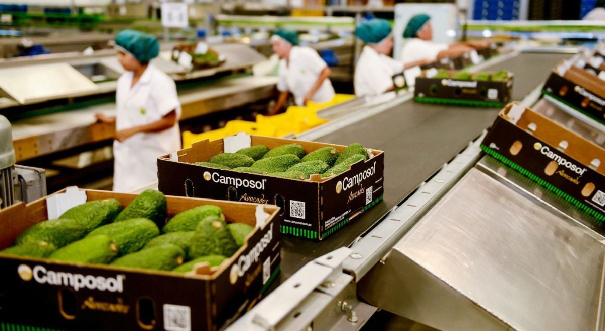 Camposol apunta a mantener sus creciendo en la industria agrícola. Foto: difusión.