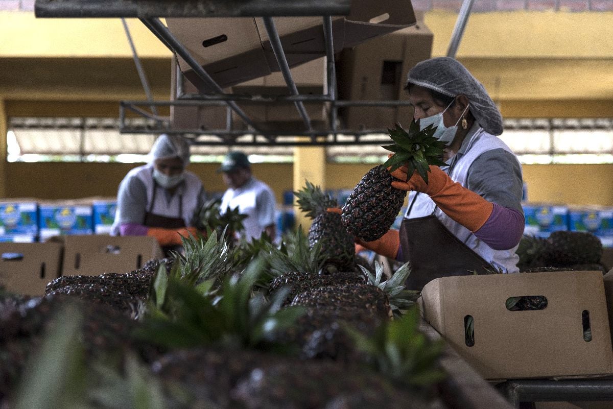 Trabajadores seleccionan y empaquetan piñas en la planta procesadora Gualberto Villarroel en Entre Ríos, departamento de Cochabamba, Bolivia, el miércoles 1 de agosto de 2018. Fotógrafo: Marcelo Pérez del Carpio/Bloomberg