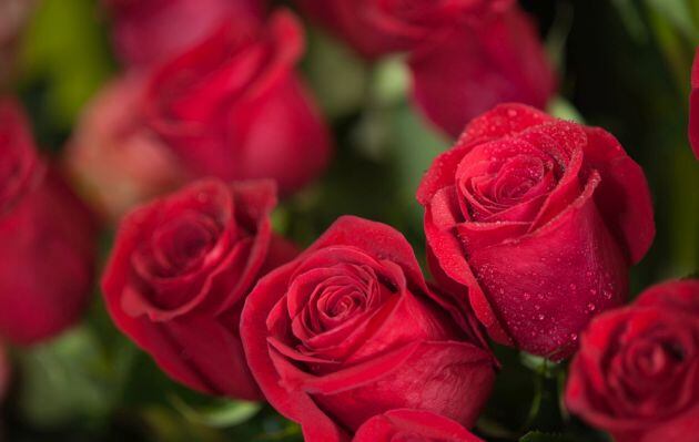 (Foto: Shutterstock)