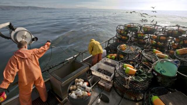 SNI: “Hay más de 400 barcos asiáticos que depredan la pota en mar peruano”