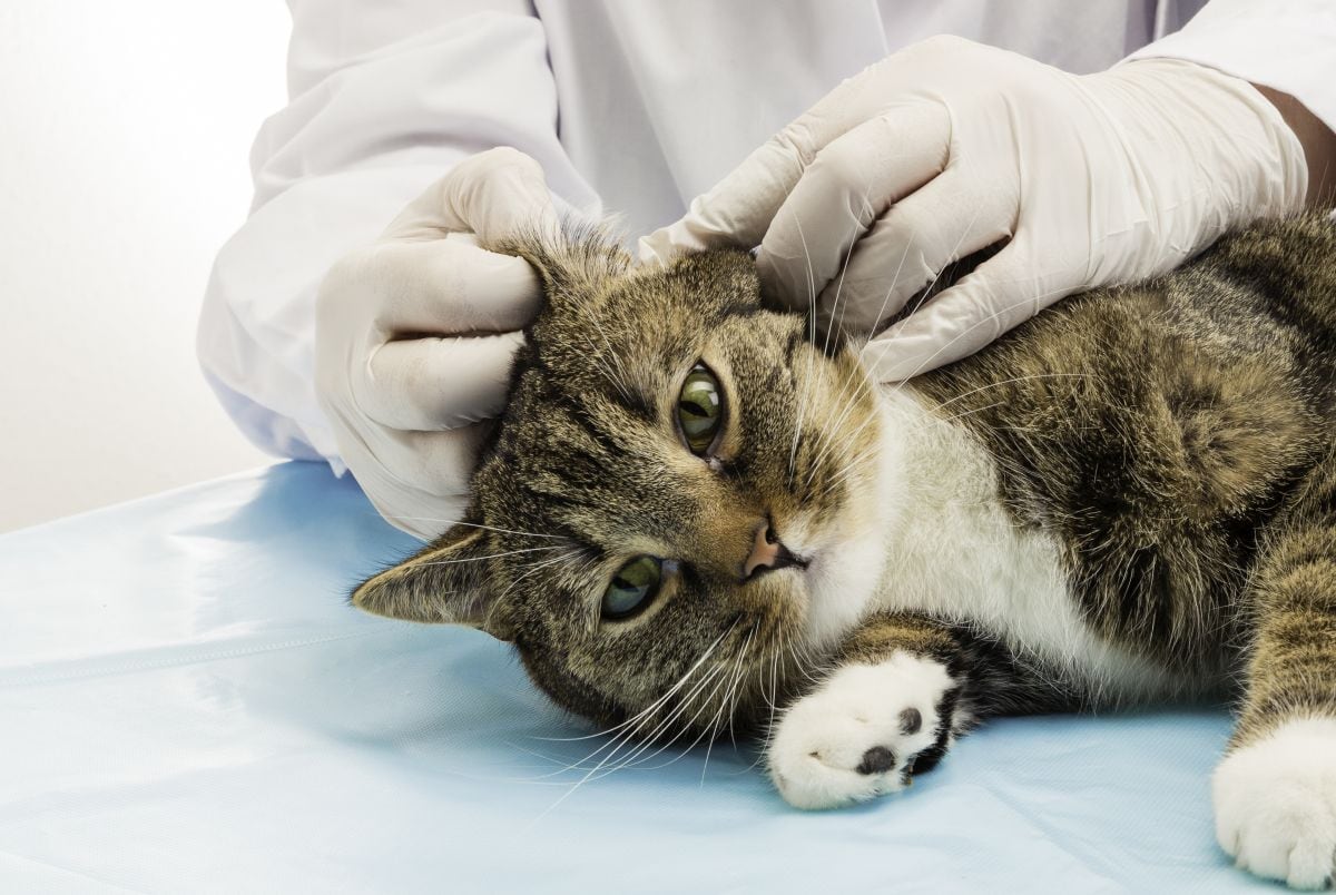 Las coberturas disponibles en el seguro de Mapfre son de enfermedad, accidentes, responsabilidad civil y extravío. (Foto: Ramaboin / iStock)